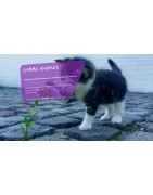 DISTRI V (11) : Hygiène Animale, Désinfection Chenil et Locaux